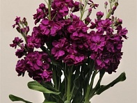 Левкой седой (Katz)