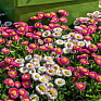 Маргаритка многолетняя (Bellis perennis)