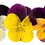 Виола рогатая (Viola cornuta)