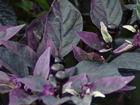 Перец летний (Purple Flash)