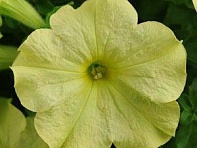 Петуния крупноцветковая (Sophistica F1)