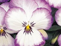 Виола рогатая (Sorbet Standart F1)