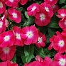 Катарантус розовый (Vinca rosea)