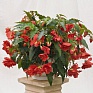 Бегония клубневая махровая ампельная (Begonia tuberhybrida)