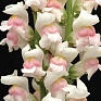 Львиный зев (Антирринум) большой (Antirrhinum majus)