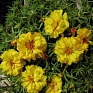 Портулак крупноцветковый (Portulaca grandiflora)