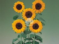 Подсолнечник летний (Sunrich Summer F1)