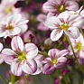 Камнеломка Арендса (Saxifraga arendsii)
