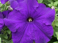 Петуния крупноцветковая (Prism F1)