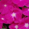 Катарантус розовый (Vinca rosea)