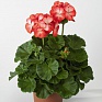 Герань (пеларгония садовая) (Pelargonium x hortorum)