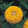 Цинния изящная (Zinnia elegans)