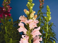 Львиный зев (Антирринум) большой (Arrow F1)