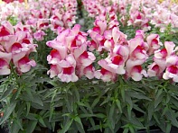 Львиный зев (Антирринум) большой (Snappy F1)