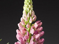 Наперстянка пурпурная (Camelot F1)