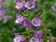 Пенстемон мехикальский (Carillo)