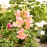 Львиный зев (Антирринум) большой (Antirrhinum majus)