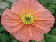 Мак голостебельный (Champagne Bubbles F1)