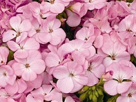 Герань (пеларгония садовая) (Multibloom F1)