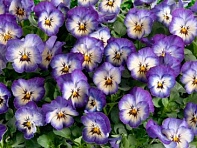 Виола рогатая (Sorbet XP F1) Виола рогатая (Sorbet XP F1)