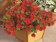 Петуния ампельная гибридная