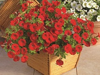 Петуния ампельная гибридная (Picobella Cascade F1)