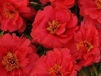 Портулак крупноцветковый (Happy Trails) Портулак крупноцветковый (Happy Trails)