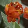 Канна садовая (Canna generalis)