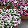 Гвоздика гибридная (Dianthus interspecific)