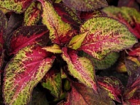 Колеус гибридный (Premium Sun)