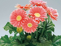 Гербера Джемсона (Royal F1)