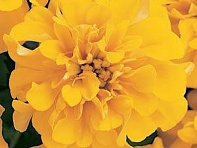 Бархатцы отклоненные (Bonanza)