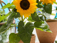 Подсолнечник летний (Sunny Smile F1)