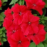 Петуния крупноцветковая (генетически компактная) (Petunia grandiflora)