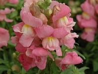 Львиный зев (Антирринум) большой (Snapshot F1)