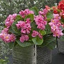 Бегония вечноцветущая махровая (зеленая листва) (Begonia semperflorens)