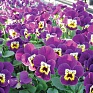 Виола рогатая (Viola cornuta)
