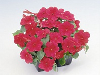 Бальзамин Уоллера (Balance F1)