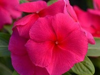 Катарантус розовый (Valiant F1)