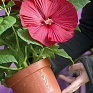 Гибискус мускусный (Hibiscus moscheutos)