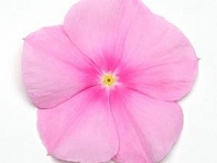 Катарантус розовый (Titan F1)