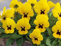 Виола рогатая (Floral Power F1) Виола рогатая (Floral Power F1)