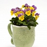 Виола рогатая (Viola cornuta)