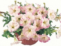 Петуния ампельная гибридная (Nuvolari F1)