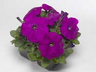 Петуния многоцветковая (генетически компактная) (Damask F1)