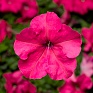 Петуния крупноцветковая (генетически компактная) (Petunia grandiflora)