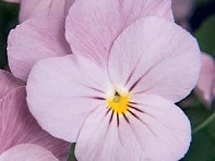 Виола рогатая (Sorbet Standart F1)