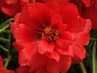 Портулак крупноцветковый (Happy Hour)