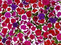 Петуния многоцветковая (Candy F1)