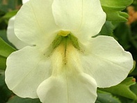 Губастик гибридный (Maximus F1)